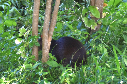 Red-rumped Agouti