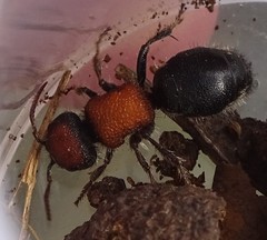 Ronisia brutia