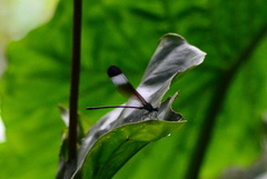 Psolodesmus mandarinus mandarinus