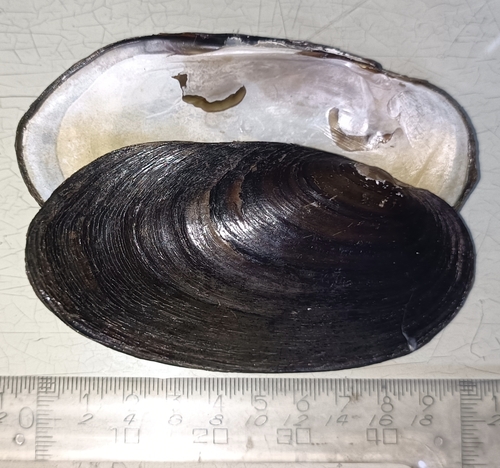Amurean Freshwater Pearl Mussel