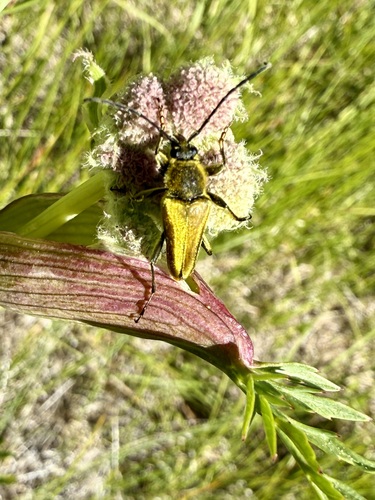 iNaturalist observation photo of Yellow Velvet Beetle