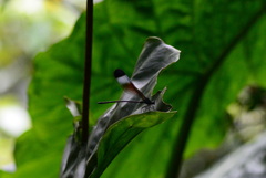 Psolodesmus mandarinus mandarinus