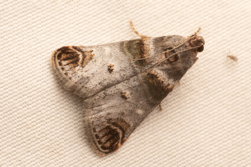 Orange-tufted Oneida Moth