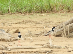 Vanellus cayanus