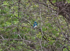 Alcedo coerulescens
