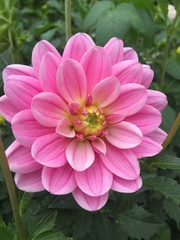 Dahlia pinnata