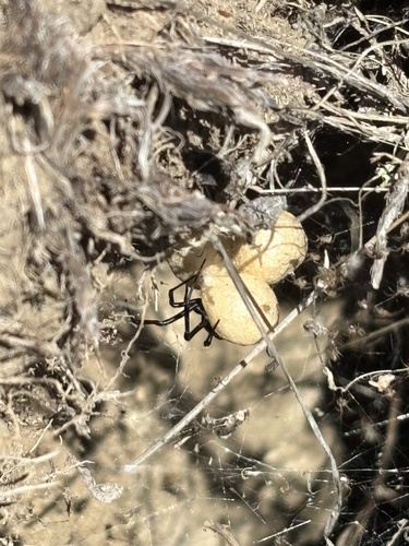 Western Black Widow