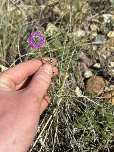 purple prairie clover