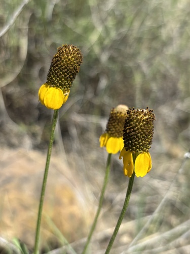 upright prairie coneflower