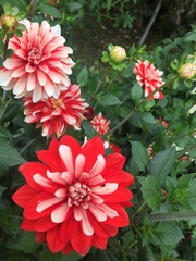 Dahlia pinnata