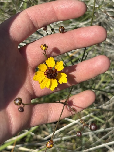 plains coreopsis