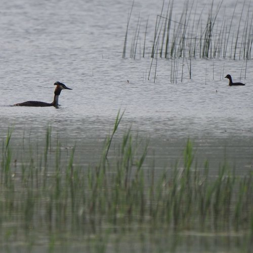 potápka malá (Tachybaptus ruficollis)