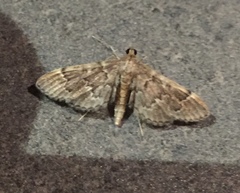 Duponchelia lanceolalis