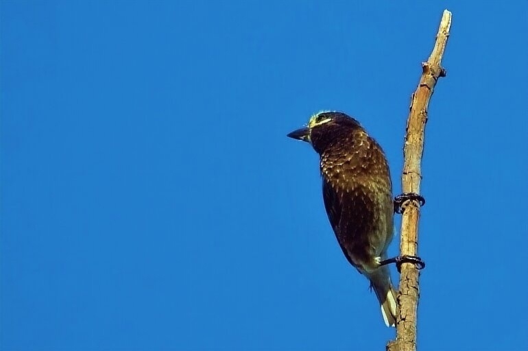 Whyte's Barbet (Stactolaema whytii), photo 5
