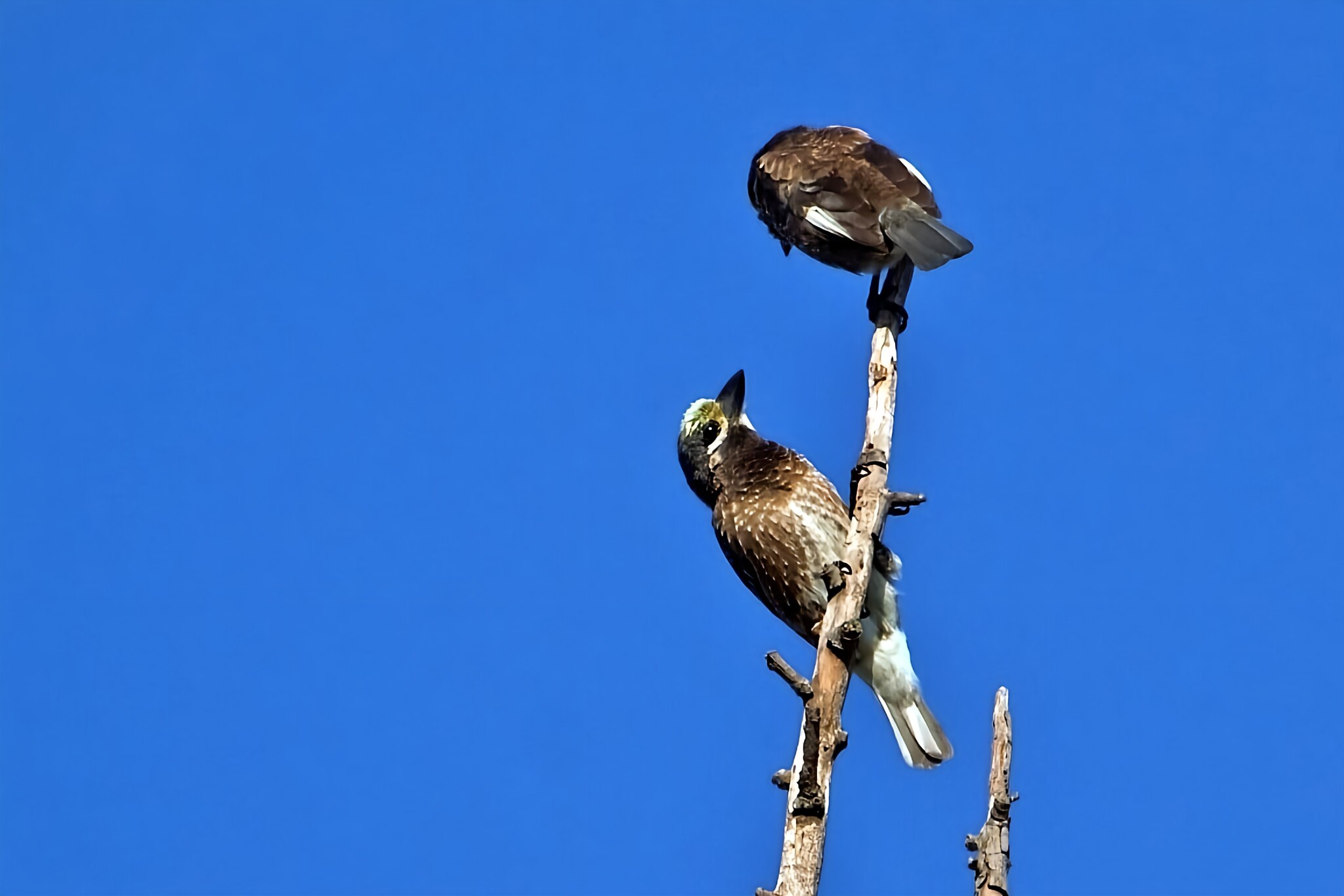 Whyte's Barbet (Stactolaema whytii), photo 4