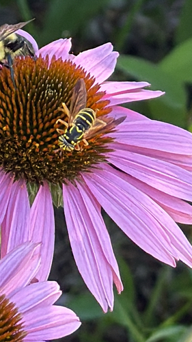 Unknown species found near S Americana Blvd, Boise, ID, US
