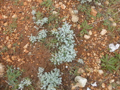 Artemisia fragrans