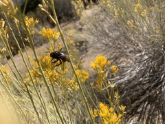 Xylocopa californica diamesa