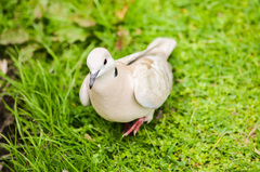 Streptopelia roseogrisea