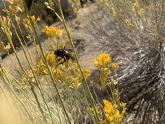 Xylocopa californica diamesa