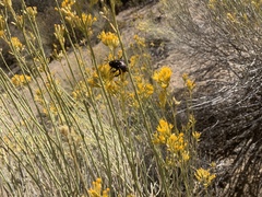 Xylocopa californica diamesa