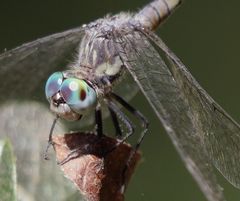 Micrathyria longifasciata
