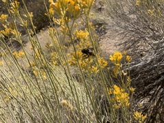 Xylocopa californica diamesa