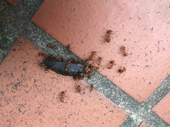 Camponotus nicobarensis