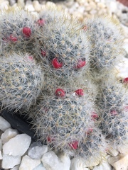 Mammillaria prolifera