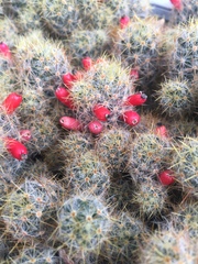 Mammillaria prolifera