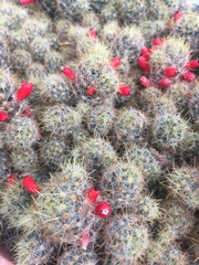 Mammillaria prolifera