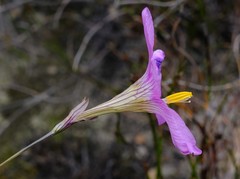 Ixia pauciflora