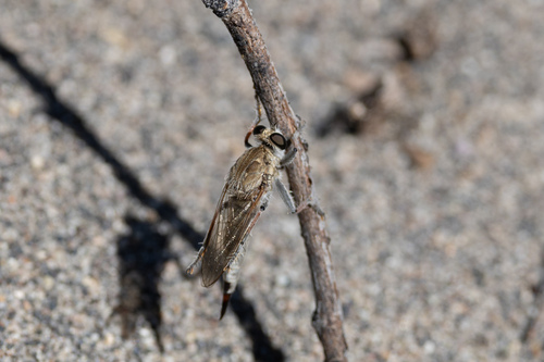 Unknown species found near Owyhee County, ID, USA