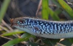 Ophisaurus