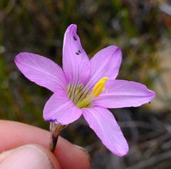Ixia pauciflora