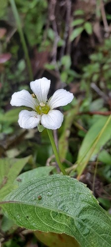 Parnassia nubicola