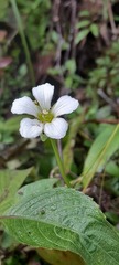 Parnassia nubicola