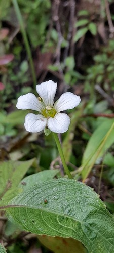 Parnassia nubicola, photograph 3