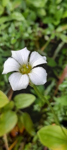 Parnassia nubicola, photograph 2