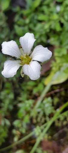 Parnassia nubicola, photograph 1