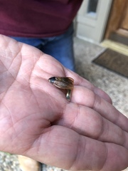 Pycnoscelus surinamensis