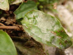 Podosphaera plantaginis