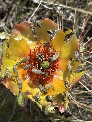 Brittle Pricklypear