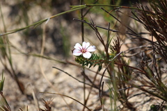 Adenandra uniflora