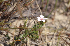 Adenandra uniflora