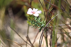 Adenandra uniflora