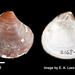 Chestnut Clam - Photo 

Eric A. Lazo-Wasem, no known copyright restrictions (public domain)