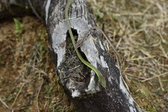 Oxybelis brevirostris