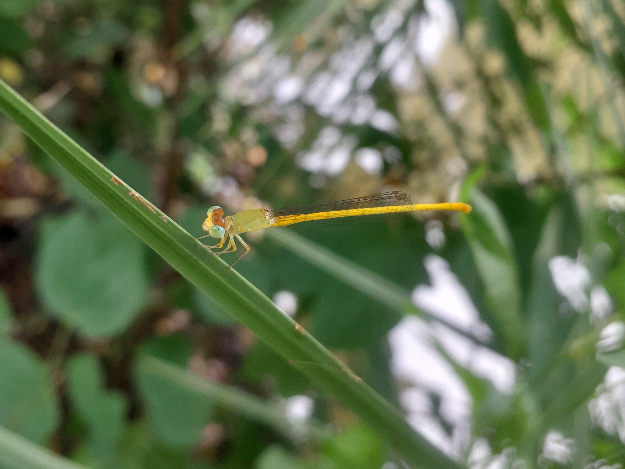 Coromandel Marsh Dart