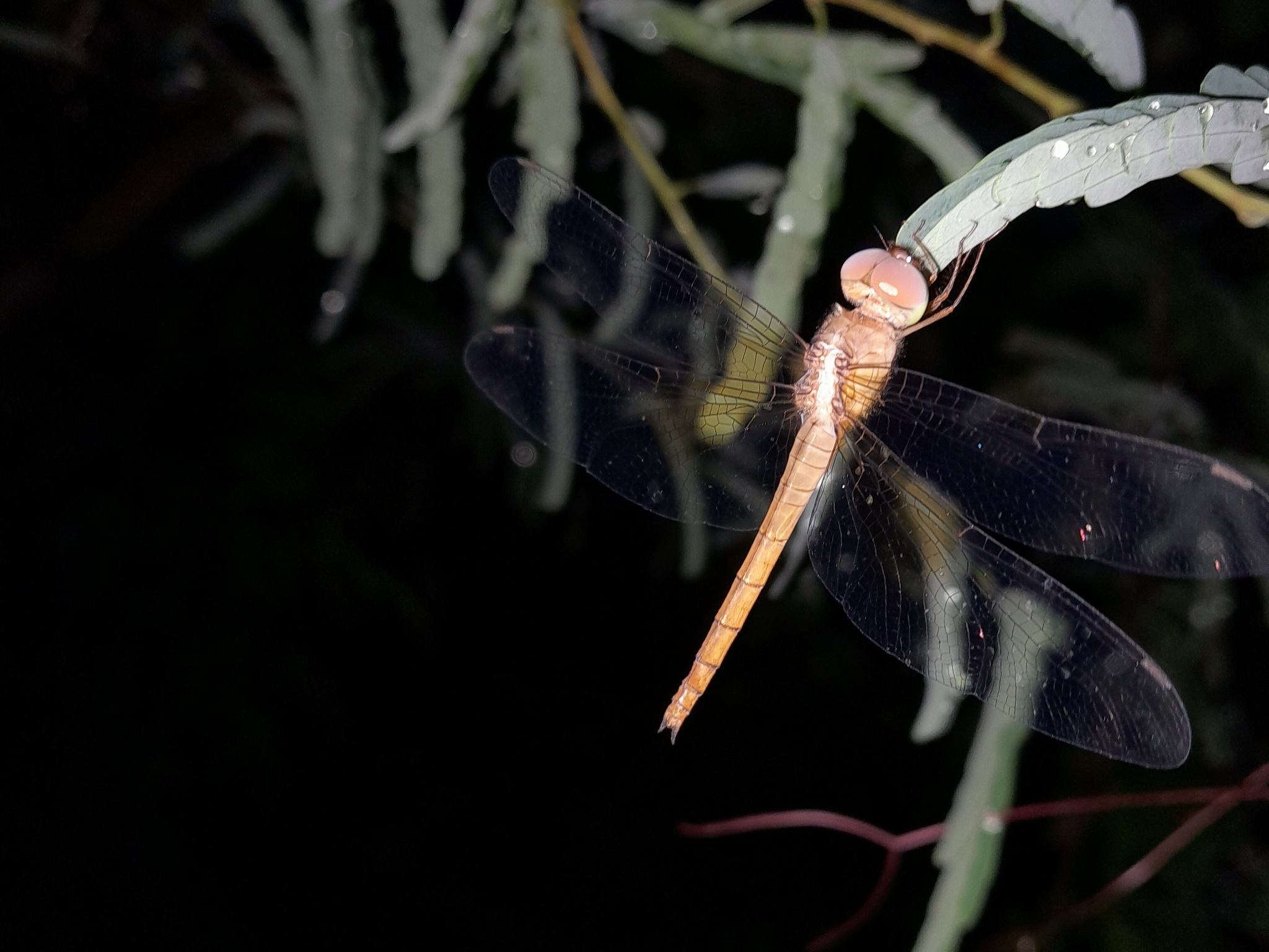 Coral-Tailed Cloudwing
